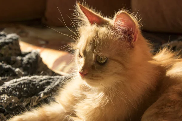 オレンジ色の枕の間のソファの上の赤い猫 — ストック写真
