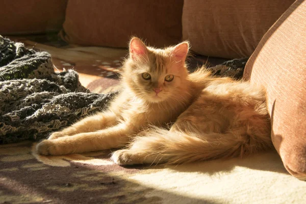 オレンジ色の枕の間のソファの上の赤い猫 — ストック写真