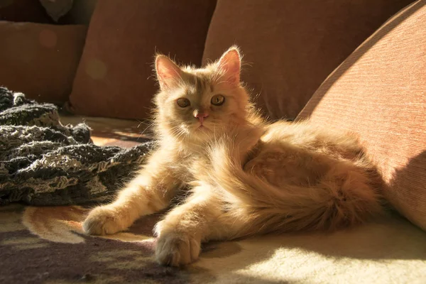 Gato vermelho no sofá entre travesseiros laranja — Fotografia de Stock