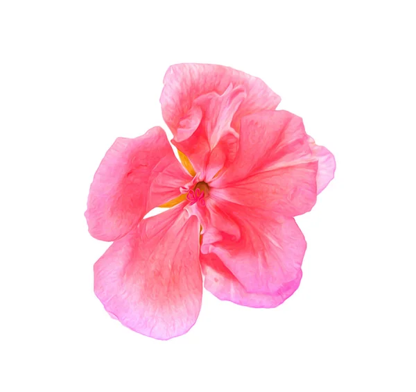 Olie geranium perspectief tekenen, schilderen van verse delicate bloemen en — Stockfoto
