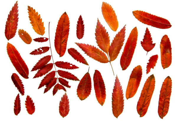 Ropy nakreslit obrázek sady suchých stisknutí rozptýlené červené Rowan lea — Stock fotografie