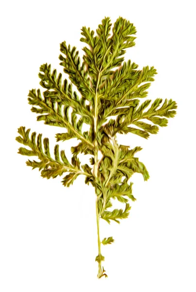 Oil draw illustration of set dry pressed scattered green fern le — Stock Photo, Image