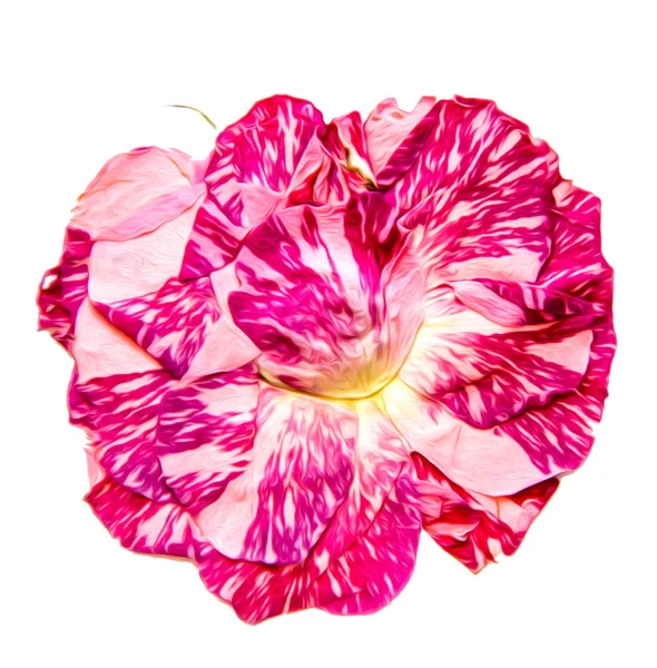 Randig Rosa Ros Blomma Och Kronbladen Ligger Vita Isolerade Med — Stockfoto
