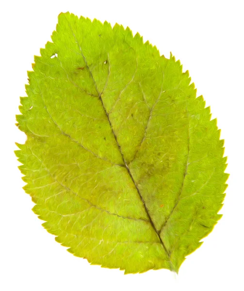 Масло рисунок набора сухих прессованных зеленых листьев — стоковое фото