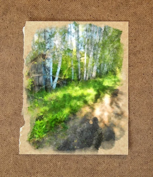 高大纤细的白桦林。俄罗斯春季景观水 — 图库照片
