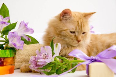 Banyo aksesuarları, el yapımı Sabun, lif kabağı, als yakınındaki kırmızı kedi