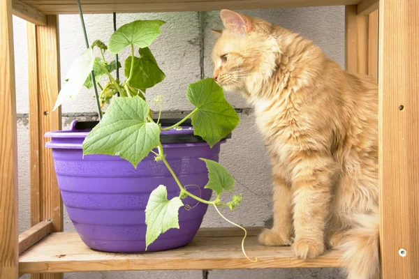 Red cat examines cucumber shoots — Stock Photo, Image