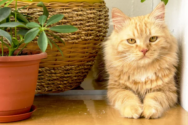 花鉢の中に隠れて美しい生姜猫 — ストック写真