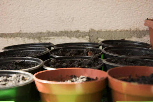 Petits pots avec le sol sous les semis — Photo