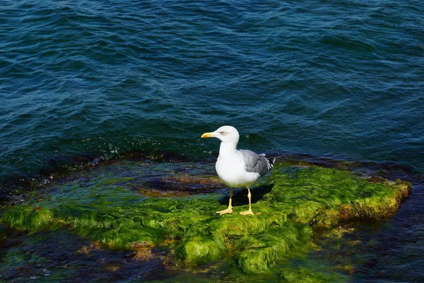 Gaivota nas rochas coberta de algas marinhas — Fotografia de Stock