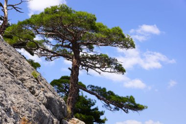 Kırım çam dağın üzerinde. Karadeniz manzaraları.