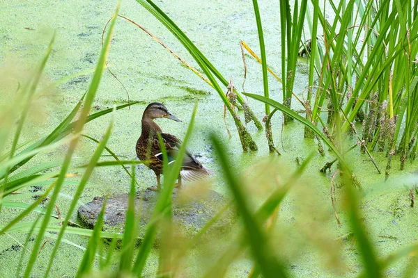Bataklık yaban ördeği.
