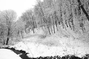 Nehir ve karlı ağaçlarla kaplı kış manzarası. Rusya.