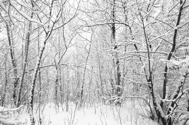 Çalıları olan kar beyazı Rus Ormanı