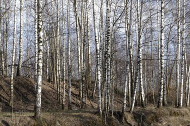Mavi gökyüzüne karşı Rus huş ağacı ormanı