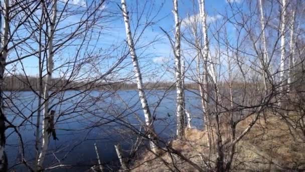 Pohled Velké Jezero Břízovým Lesem — Stock video