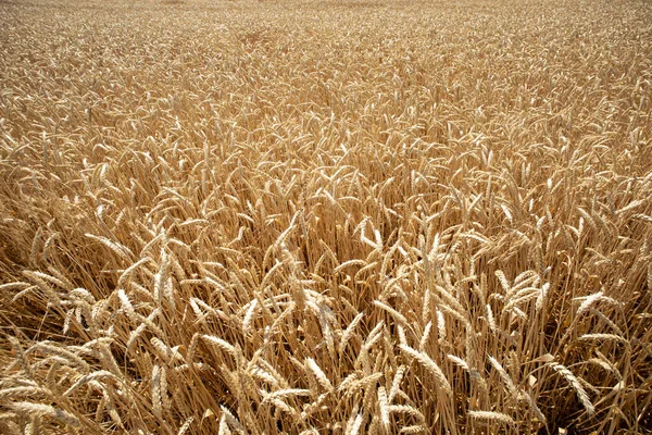 Weizenanbau Auf Dem Russischen Feld — Stockfoto