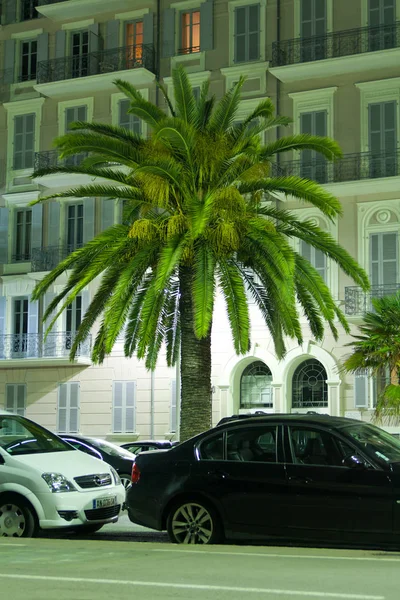Vista nocturna Palmeras en Niza. Cote d 'Azur. Complejo mediterráneo. Francia . — Foto de Stock