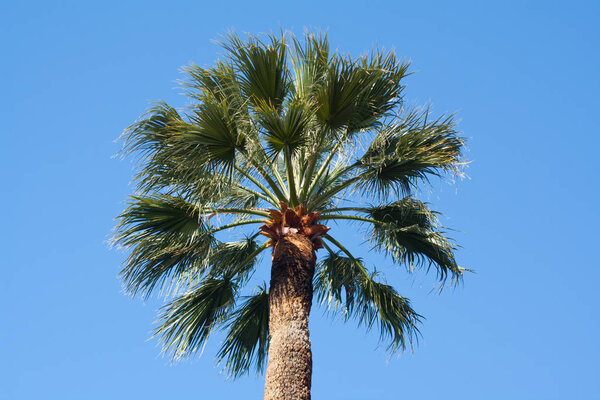 Palm trees in Nice. Cote dAzur. Mediterranean resort. France.