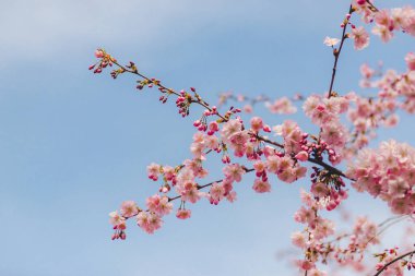 Güzel pembe Cherry Blossom doğa arka planda yumuşak ışık üzerinde. Bahar, Bahar kiraz çiçekleri, pembe çiçekler kiraz ağaçları. 