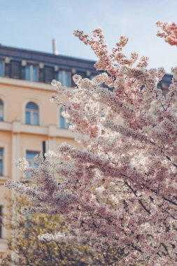 Güzel pembe Cherry Blossom doğa arka planda yumuşak ışık üzerinde. Bahar, Bahar kiraz çiçekleri, pembe çiçekler kiraz ağaçları. 
