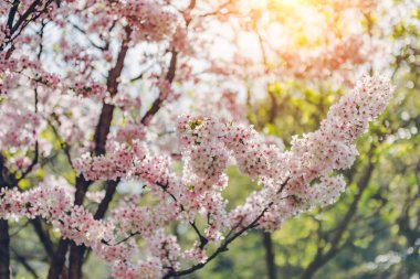 Güzel pembe Cherry Blossom doğa arka planda yumuşak ışık üzerinde. Bahar, Bahar kiraz çiçekleri, pembe çiçekler kiraz ağaçları. 
