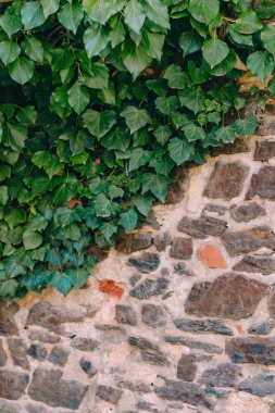 Ivy, doku doğa ile taş duvar. Doğal doku arka plan