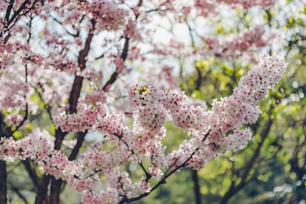 Hermosa Flor Cerezo Rosa Fondo Naturaleza Luz Suave Cerezos Primavera — Foto de Stock