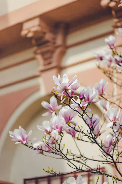 Flowers of the pink magnolia, pink Magnolia flowers on tree branch, Magnolia tree blossom, pink magnolia blossom.