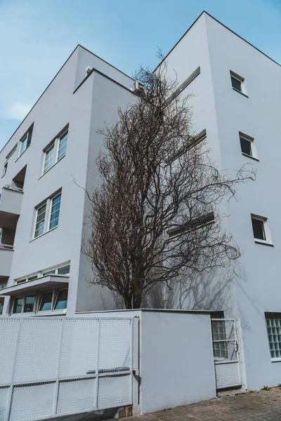 Modern Daire bina ağacı. 