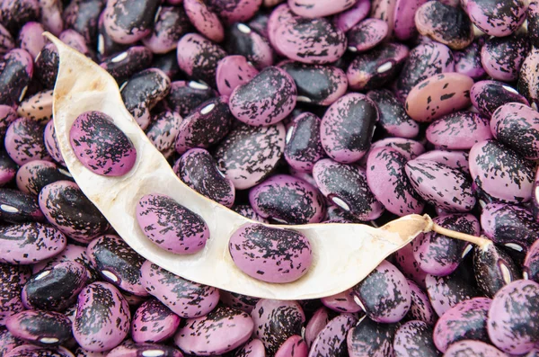 Styrian scarlet runner beans — Stockfoto