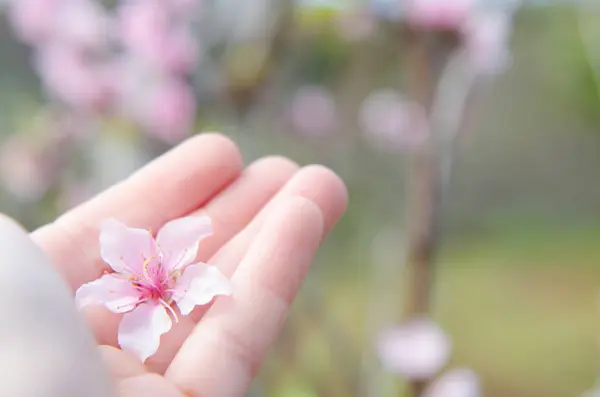 桃花在手 — 图库照片