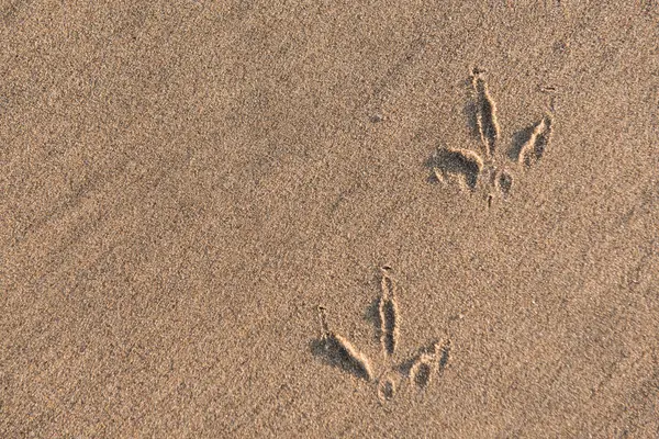 Pegadas de gaivota na areia — Fotografia de Stock