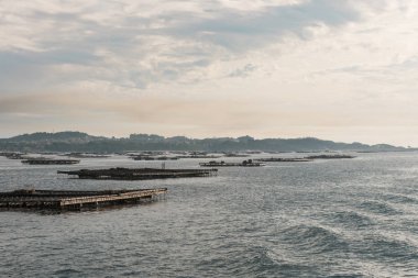 Midye su ürünleri sallar, batea, Arousa Haliç