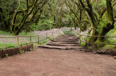 La Gome Garajonay Milli Park'ta güzel herdem yeşil orman