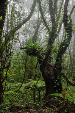 Kanarya Adaları: La Gomera, Garajonay Milli Parkı, sis orman