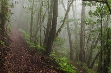 Kanarya Adaları: La Gomera, Garajonay Milli Parkı, sis orman
