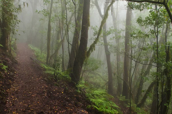 Kanarya Adaları: La Gomera, Garajonay Milli Parkı, sis orman