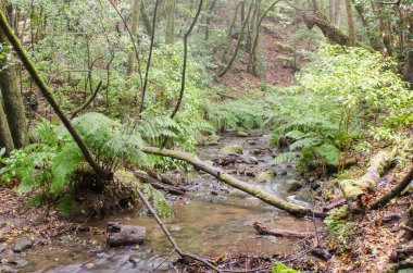 Kanarya Adaları: La Gomera, Garajonay Milli Parkı, sis orman