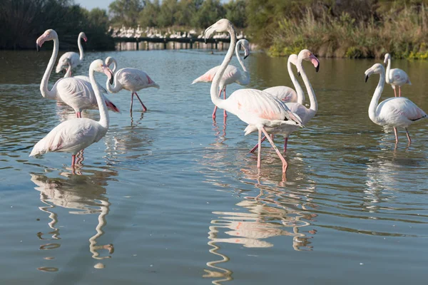 Pink flamingo of the Camargue, France