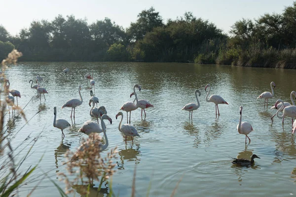 Pink flamingo of the Camargue, France