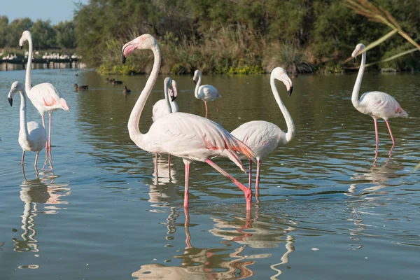 Pink flamingo of the Camargue, France