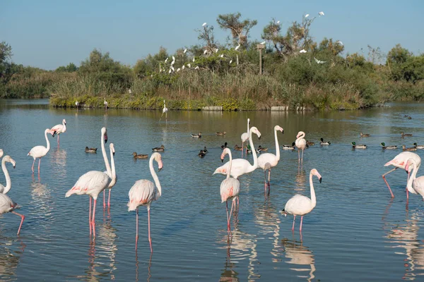 Pink flamingo of the Camargue, France