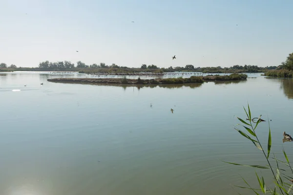 Krajobraz w Parku Ornitologicznym Pont de Gau, Camargue, F — Zdjęcie stockowe