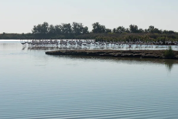 Krajobraz w Parku Ornitologicznym Pont de Gau, Camargue — Zdjęcie stockowe