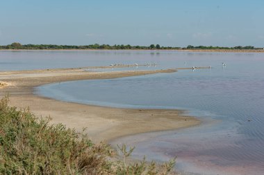 Aigues Mortes 'teki inanılmaz pembe su Tuz Bataklığı, Camargue, Fransa