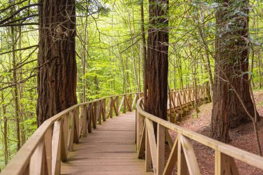 İki sekoya ağacı gövdesi arasındaki ahşap geçit. Monte Cabezon 'daki Sequoia Ormanı, Cantabria, İspanya