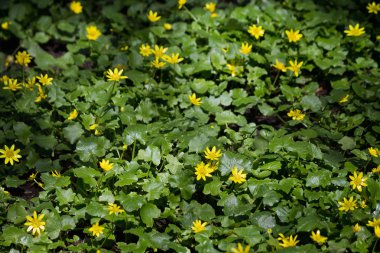 Sarı çiçekli çayır