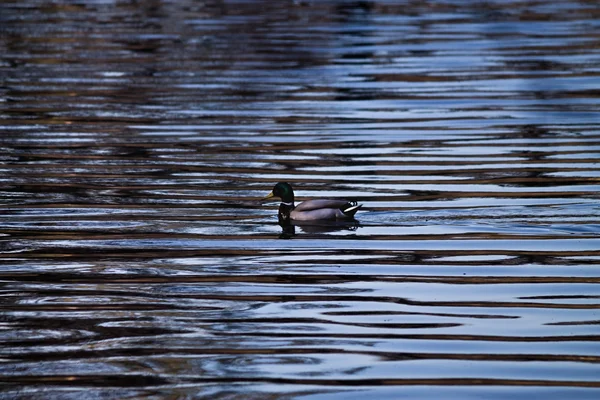 Mallard duck in a pond — Stock Photo, Image