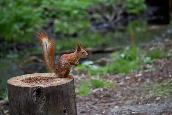 Squirrel on a stump — Stock Photo, Image